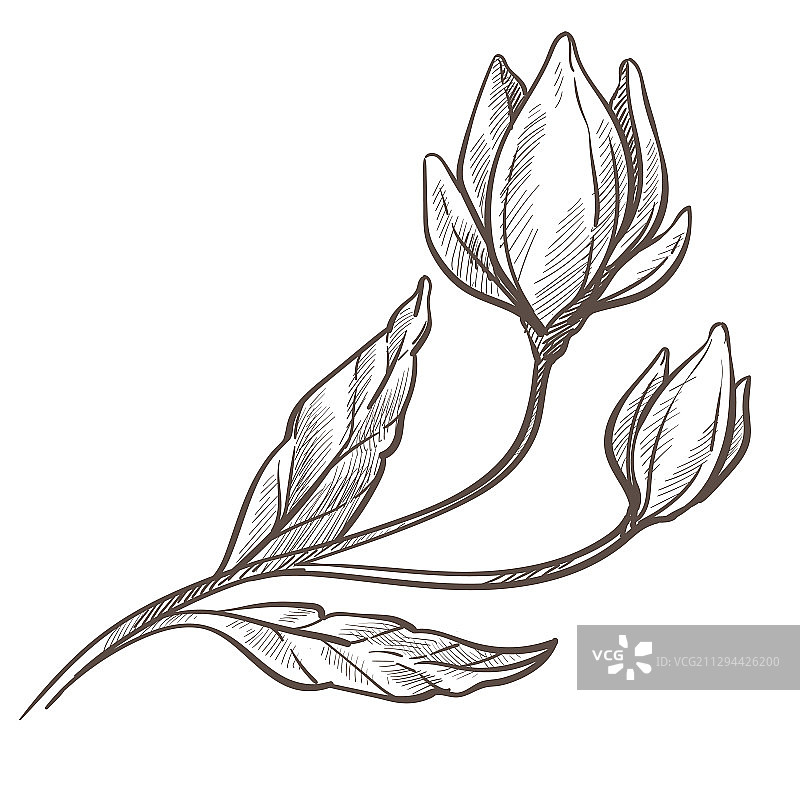 带有叶子的植物鲜花盛开图片素材