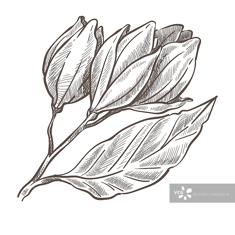 花卉单色速写轮廓图片素材