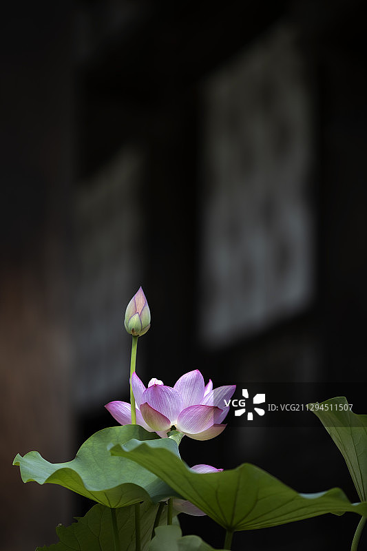 佛系夏荷（奈良唐招提寺）图片素材