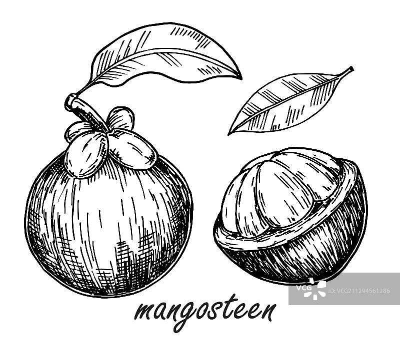 手绘山竹果素描图片素材