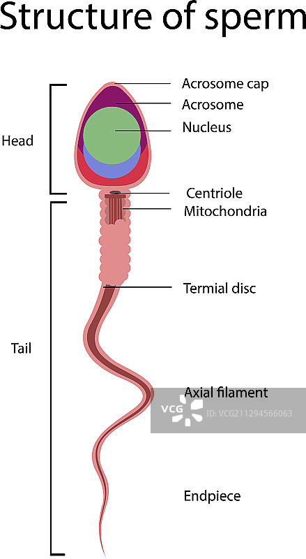 精子结构图片素材