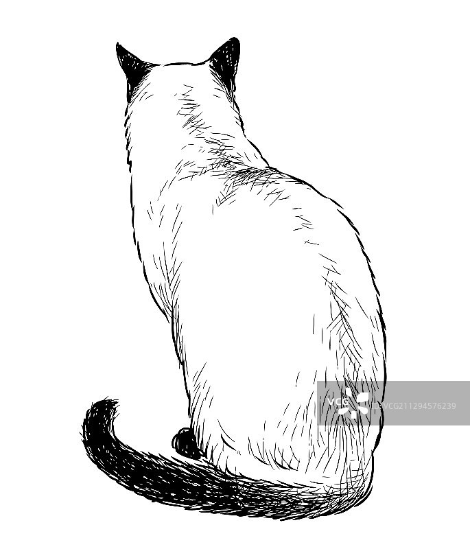 暹罗猫的徒手素描图片素材