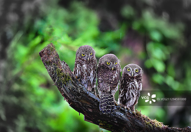 鸺鹠三兄弟图片素材