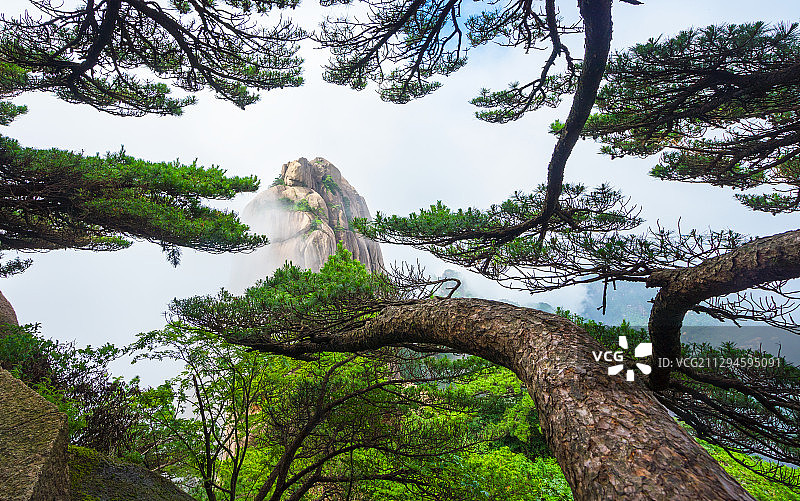 奇松怪石图片素材