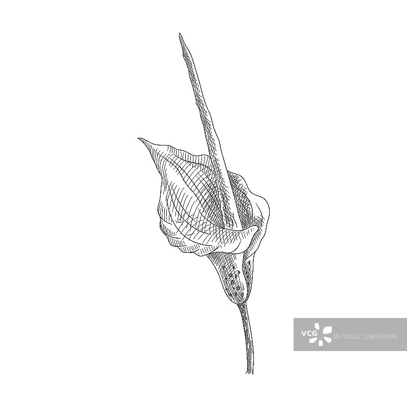 手绘魔芋花图片素材