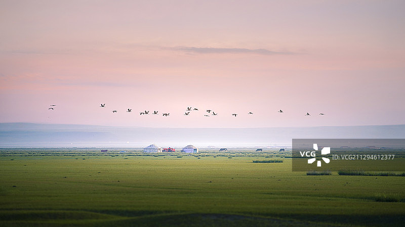 草原上飞翔的蓑羽鹤图片素材