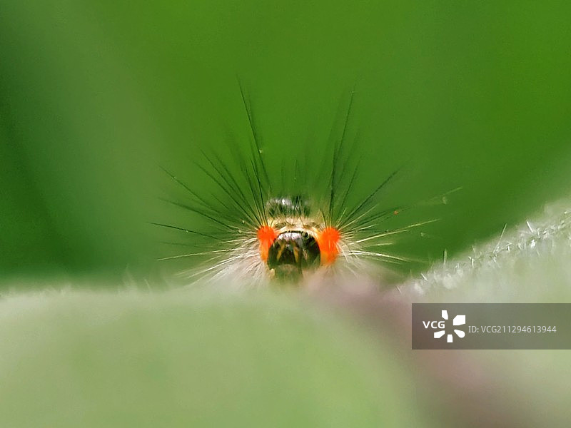 毛毛虫图片素材