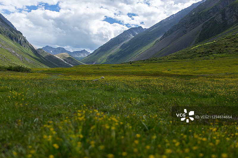 夏季的高山草甸，野花盛开，远处的群山和云层交相辉映图片素材