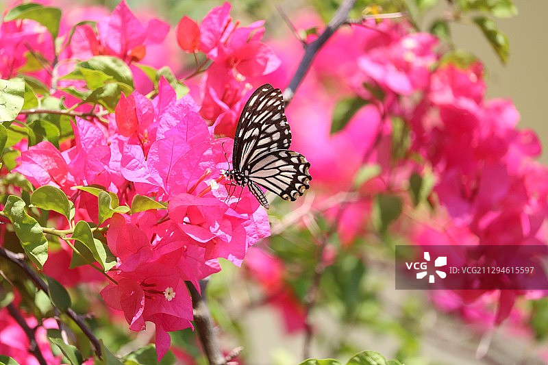 黑脉蛱蝶图片素材