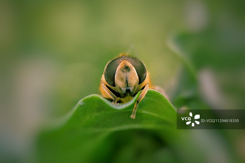 探头探脑图片素材