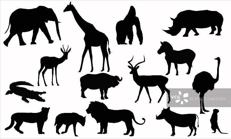 各种热带动物：非洲动物群图片素材