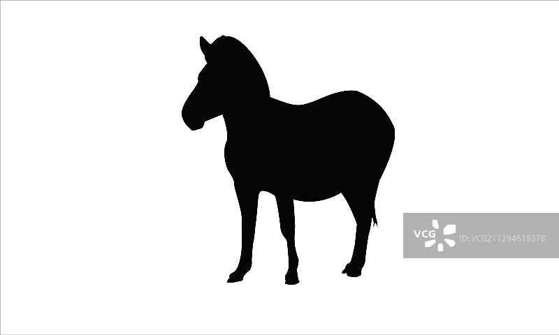 非洲动物斑马图片素材