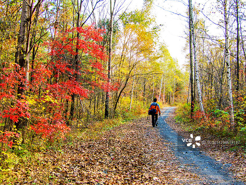 金秋红叶图片素材