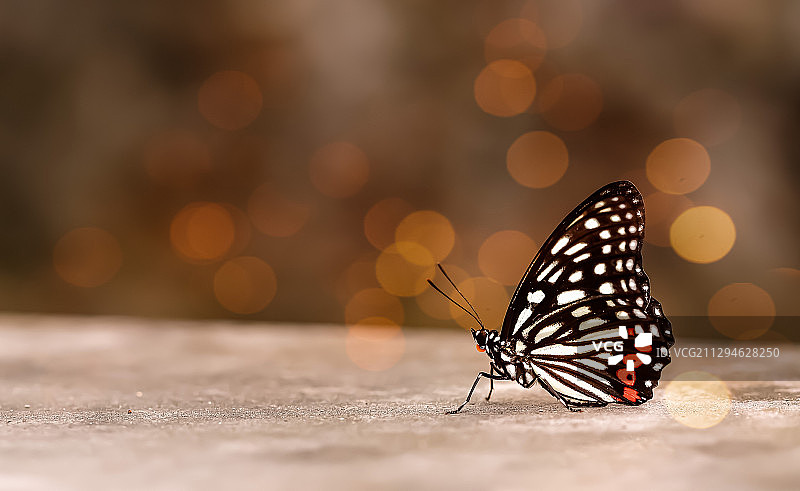 Butterfly黑脉蛱蝶图片素材