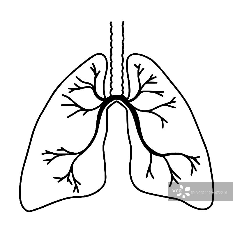 手绘肺部涂鸦风格内脏图片素材