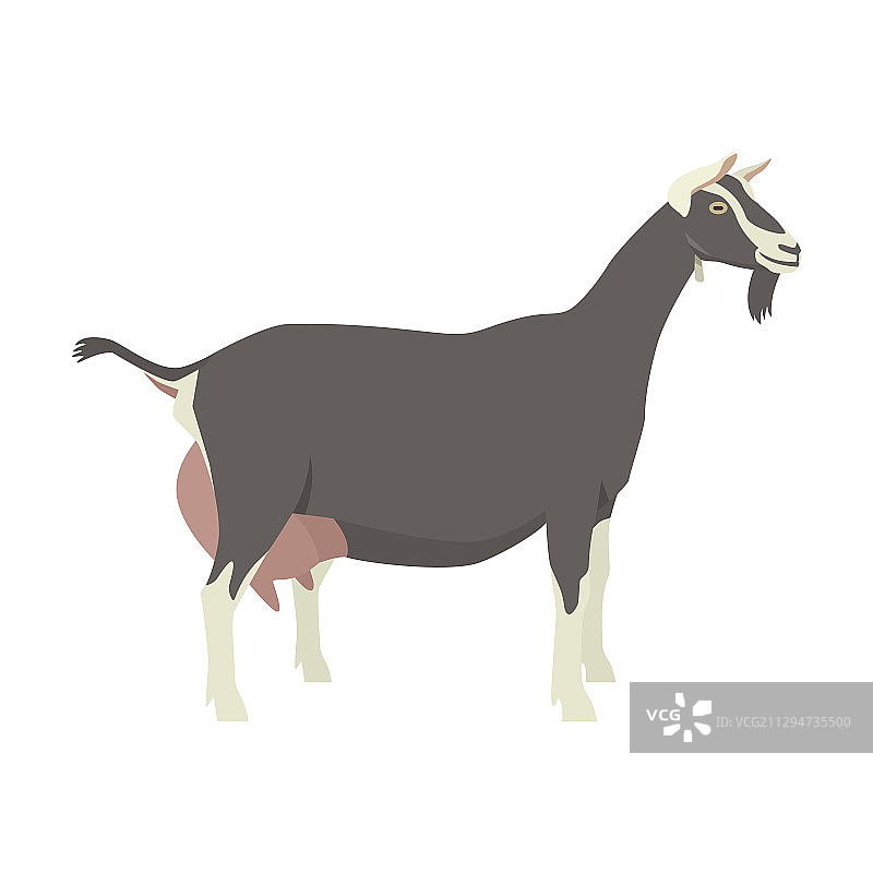 托根堡山羊品种图片素材