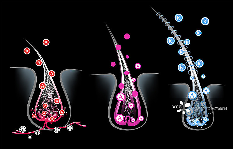 皮肤毛囊中的维生素角蛋白生长图片素材