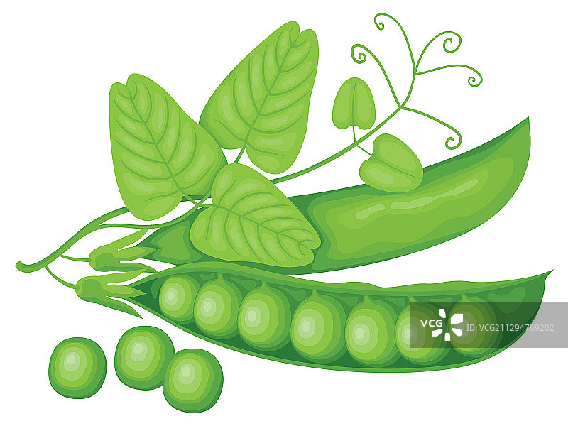 逼真的豆荚、绿豌豆藤蔓和叶子图片素材