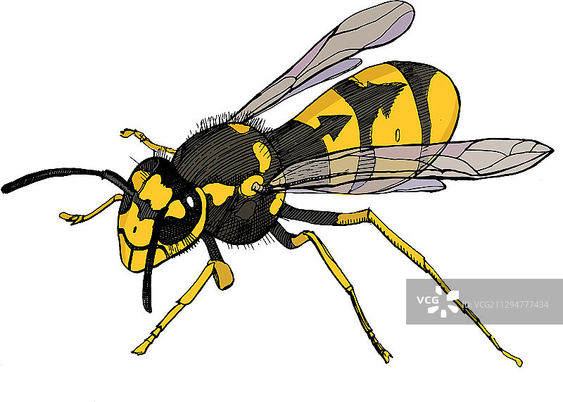 精致黄蜂素描图片素材
