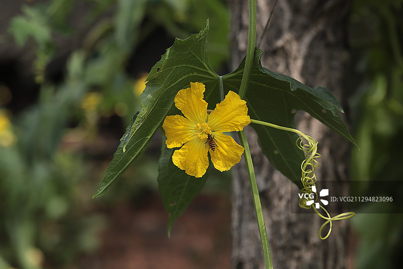 丝瓜花和蜜蜂图片素材