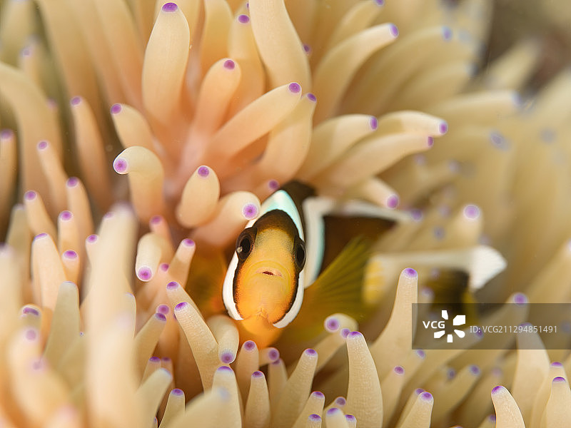 小丑鱼和海葵图片素材