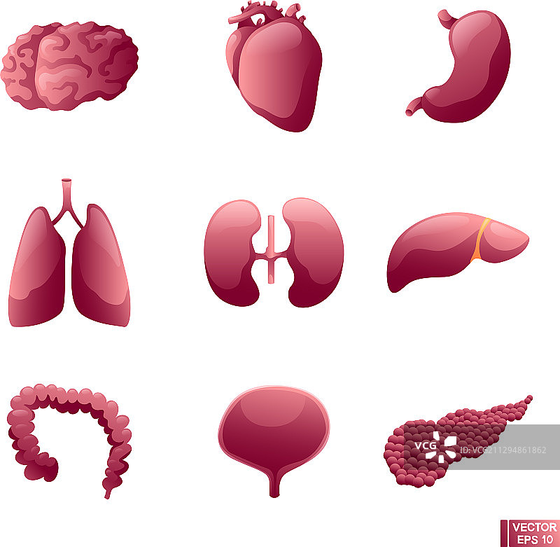 内脏图标素材图片素材