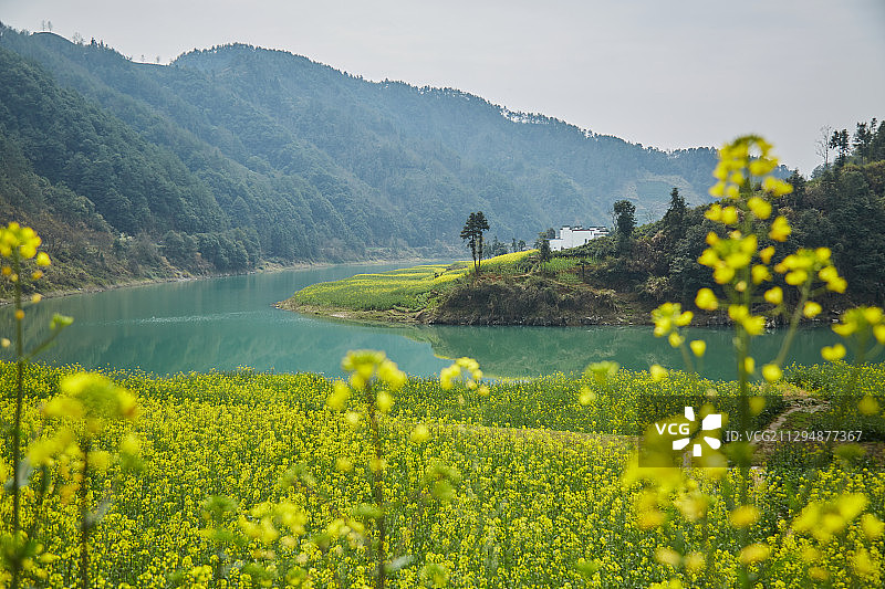 皖南油菜花图片素材