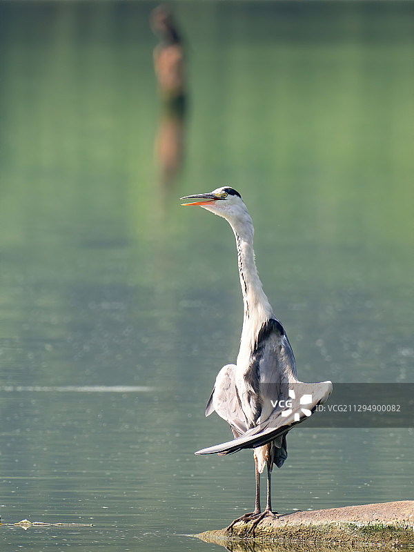 苍鹭日光浴图片素材