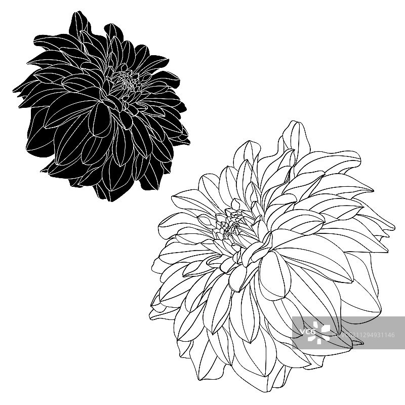 花卉植物素描合集图片素材