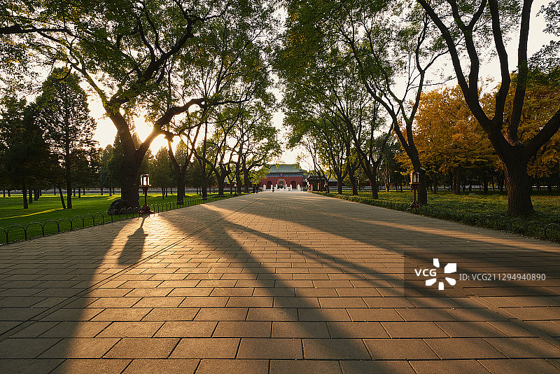 逆光下的北京天坛公园古建筑和林荫道图片素材