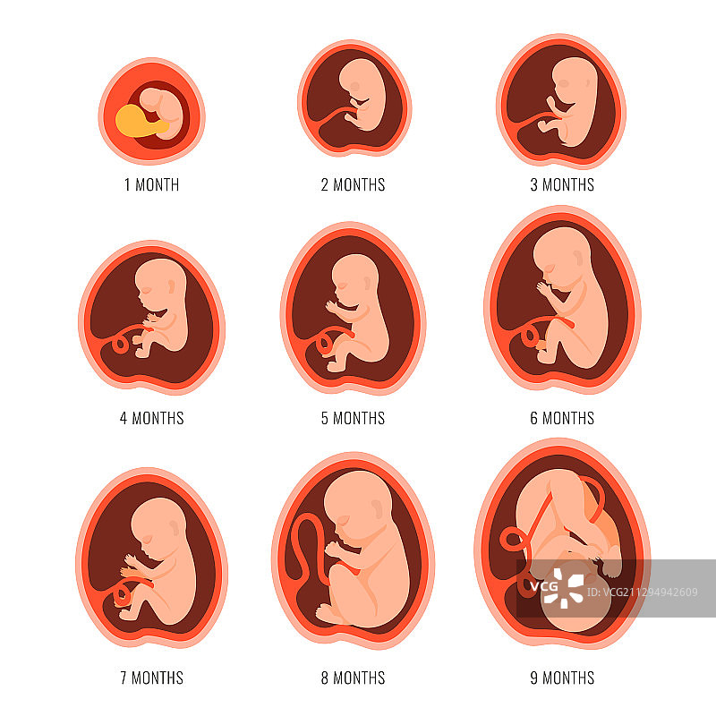 妊娠期胎儿发育图片素材