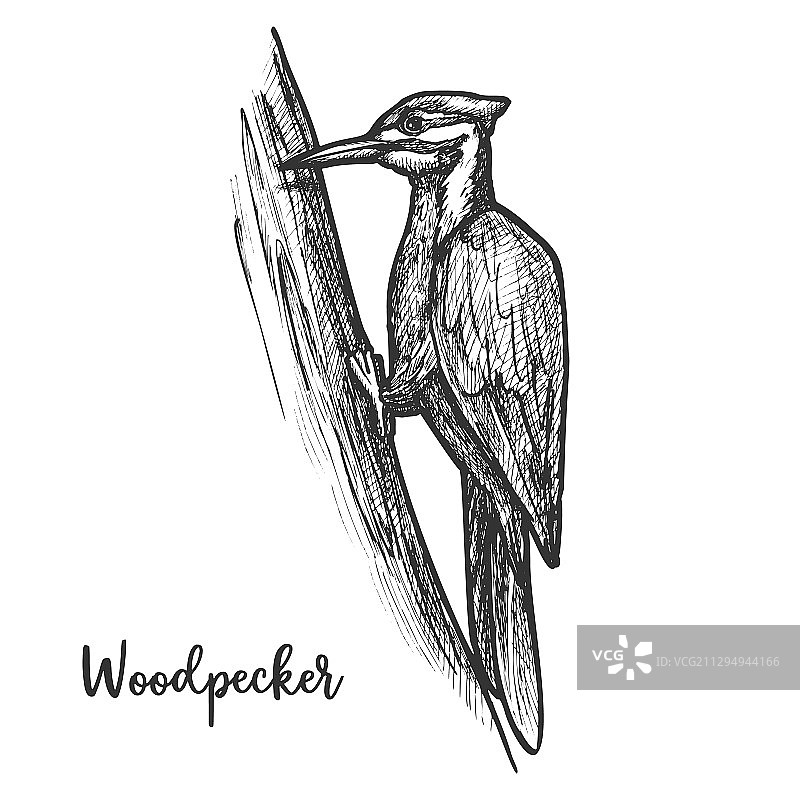 啄木鸟鸟类素描图片素材