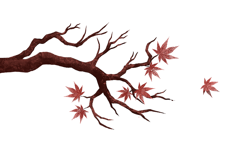 冬天枯萎的枫叶树枝图片素材