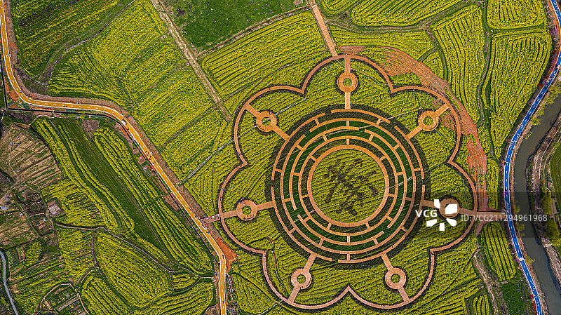 寿之花图片素材