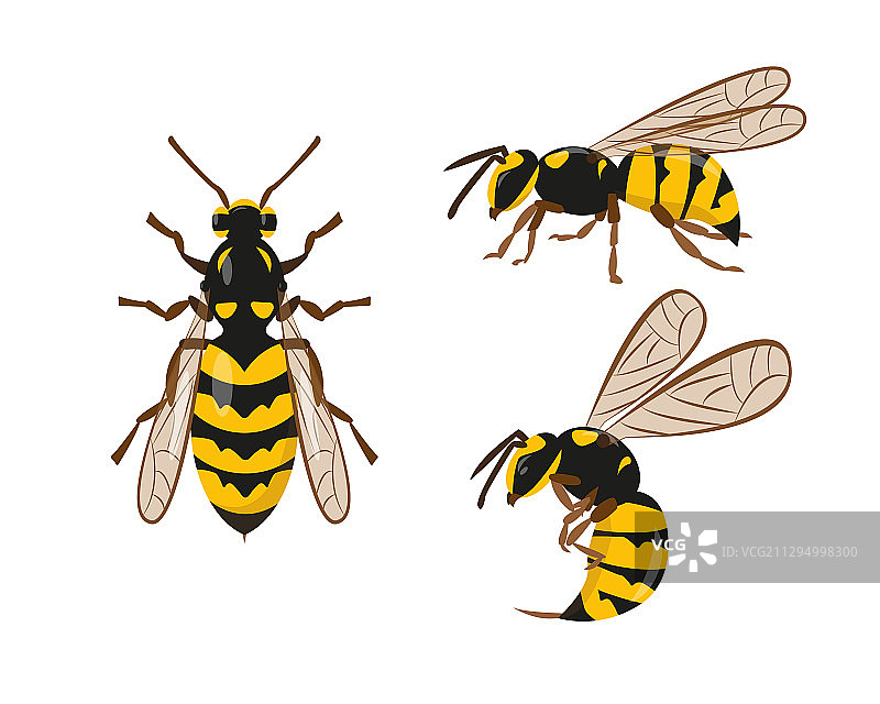 黄蜂或大黄蜂图标合集图片素材