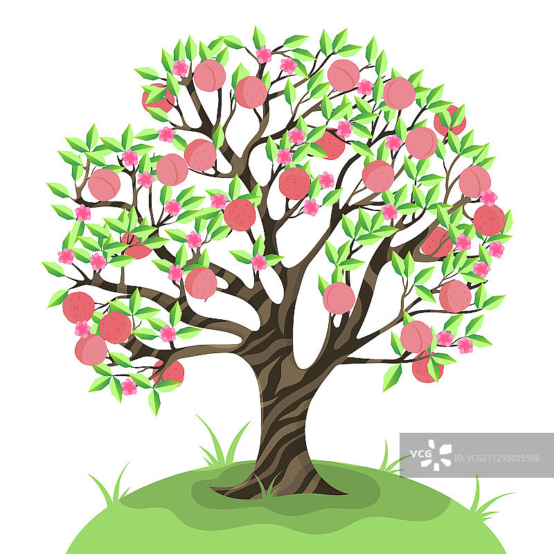 白色背景上的桃树图片素材