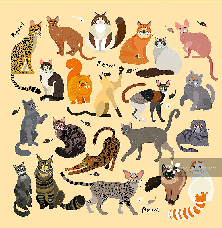 可爱的宠物猫品种合集21款图片素材