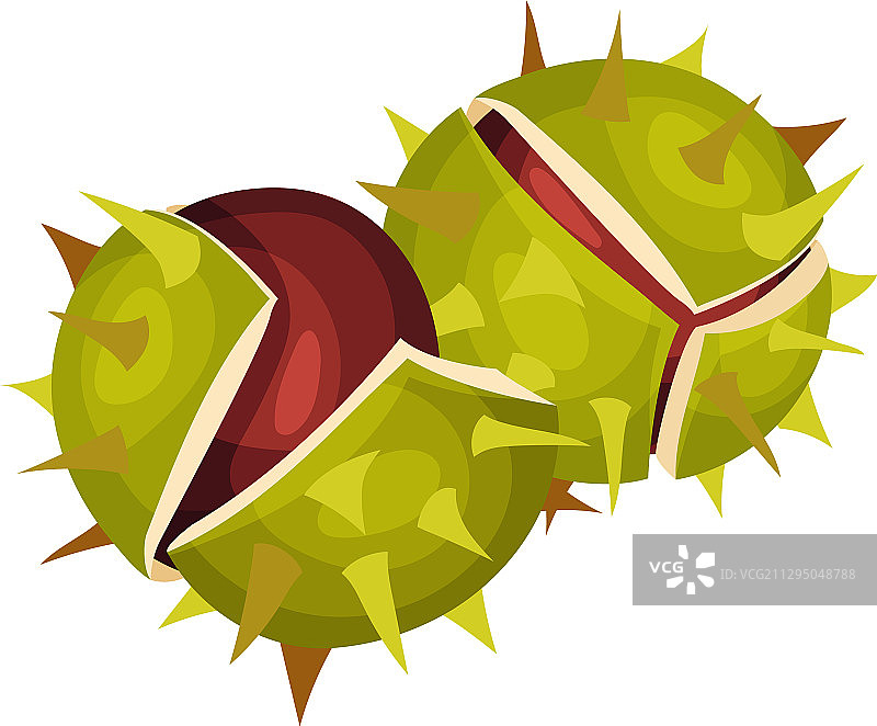 带刺外壳和棕色果仁的栗子图片素材