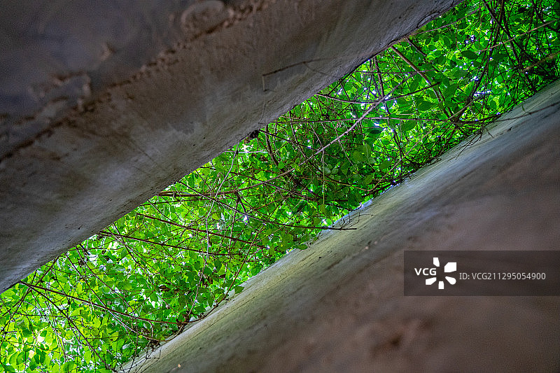 墙壁上的绿色植物图片素材