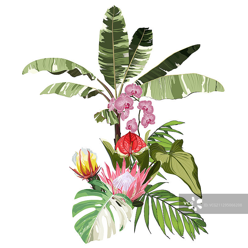 热带棕榈香蕉树和异域树叶图片素材