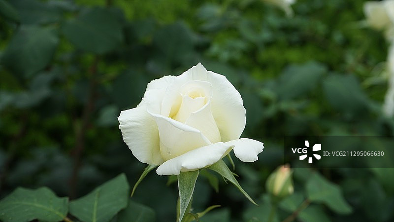 月季花图片素材