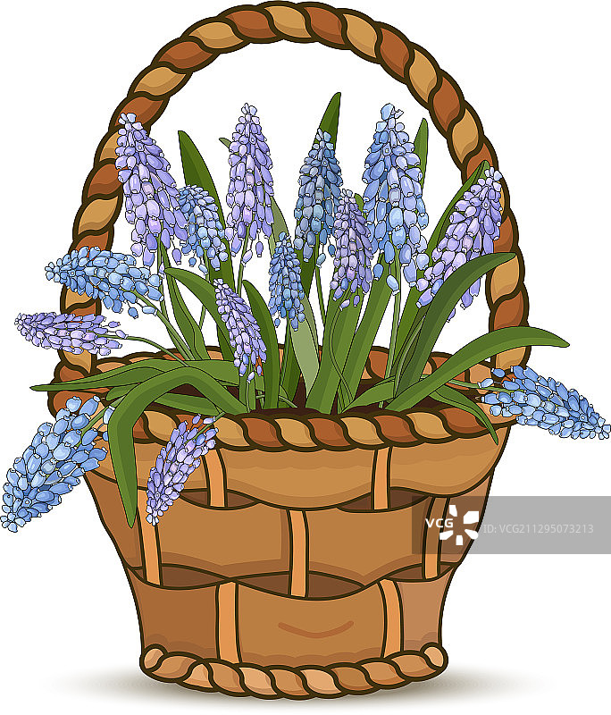 白色花篮中的蓝色葡萄风信子图片素材