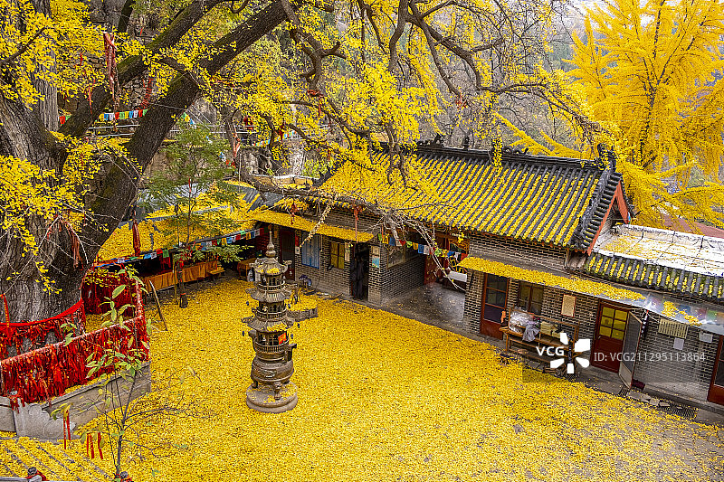 寺庙 银杏 秋色图片素材