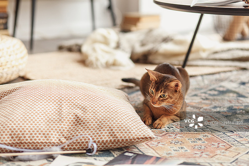 在家中地毯上休息的阿比西尼亚猫肖像，莫斯科，俄罗斯图片素材