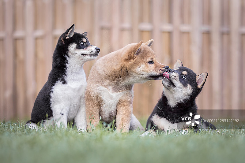 德国魏玛，坐在草地上的小狗看向远方特写图片素材