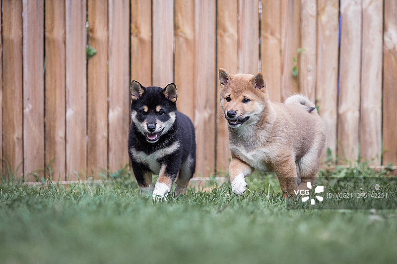 德国魏玛：在后花园玩耍的两只柴犬幼犬图片素材