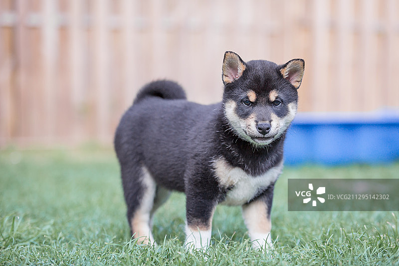 在德国魏玛的草地上站立的小狗照片图片素材