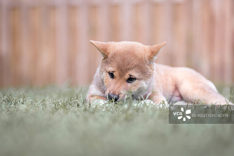 德国魏玛的田野上的狗特写图片素材
