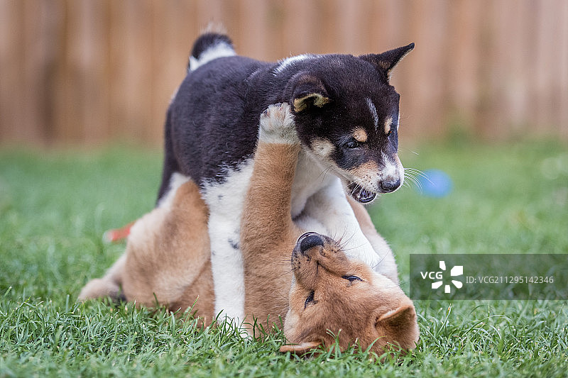 德国魏玛，坐在草地上的狗的特写图片素材