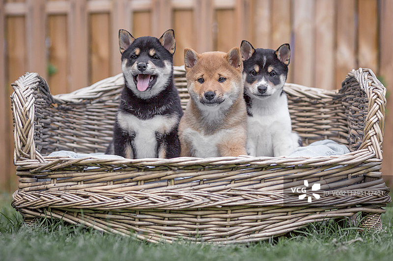 德国魏玛笼子里的小狗肖像图片素材